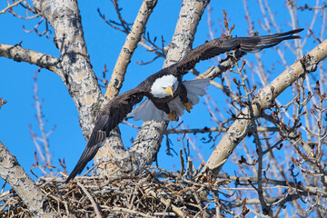 Bald eagle (Haliaeetus leucocephalus) in flight, Calgary, Carburn Park, Alberta, Canada