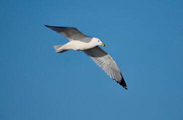 Ring-billed gull (Larus delawarensis) in flight, Carburn Park, Calgary, Alberta, Canada,