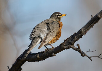 American robin (Turdus migratorius), Inglewood Bird Sanctuary, Calgary, Alberta, Canada,