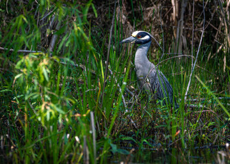 Yellow-crowned Night-Heron in tall weeds along the waters edge in Pearland, Texas!