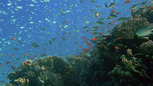 A large number of colorful coral fish swim in the water column.