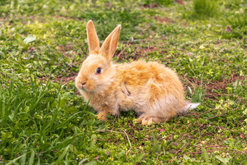 a small rabbit with a white - brown color sits in the green grass. Beautiful picture, background image, cover, calendar . Summer photo of a rabbit