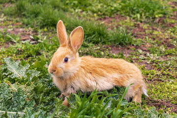 a small rabbit with a white - brown color sits in the green grass. Beautiful picture, background image, cover, calendar . Summer photo of a rabbit