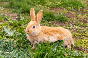 a small rabbit with a white - brown color sits in the green grass. Beautiful picture, background image, cover, calendar . Summer photo of a rabbit