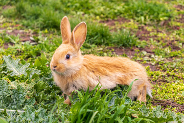 a small rabbit with a white - brown color sits in the green grass. Beautiful picture, background image, cover, calendar . Summer photo of a rabbit