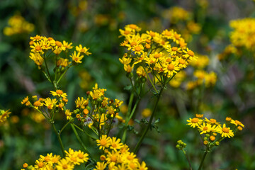 Butterweed wild flowers growing in a field by the Shadow Creek Ranch Nature Trail in Pearland, Texas!