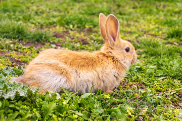Fototapeta premium a small rabbit with a white - brown color sits in the green grass. Beautiful picture, background image, cover, calendar . Summer photo of a rabbit