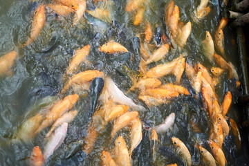 Obraz na płótnie Canvas close up fish in the water