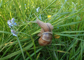 Big grape snail is crawling on the grass next to forget-me-nots flowers. Close-up shot a slow moving cute snail with a beautiful shell. Nature, wildlife & outdoor