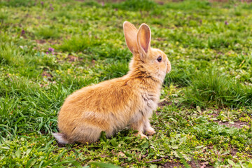 a small rabbit with a white - brown color sits in the green grass. Beautiful picture, background image, cover, calendar . Summer photo of a rabbit