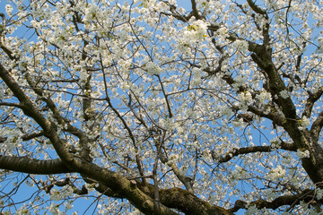 Obraz premium Cherry tree blossoms in the springtime. Branches of sunny cherry tree with white flowers on blue sky background