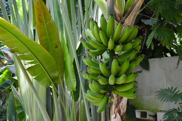 バナナの木