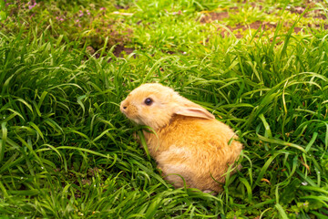 Naklejka na ściany i meble Red rabbit in the grass