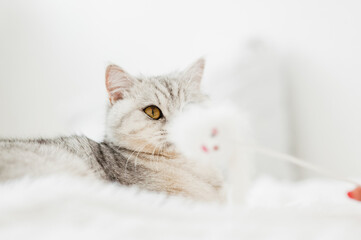 Funny gray cat playing with a toy.Beautiful light pussy