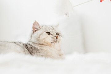 Funny gray cat playing with a toy.Beautiful light pussy