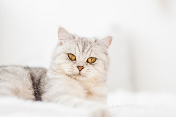 Funny gray cat. little cute gray kitten plays on a white plaid.Fluffy cat of the Scottish breed.