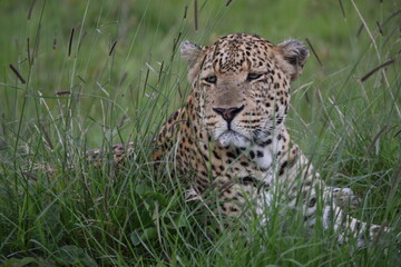 leopard in the grass