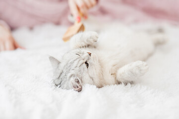 Beautiful light pussy of the Scottish breed. Сat lying in her owner's lap and enjoying while being brushed and combed.