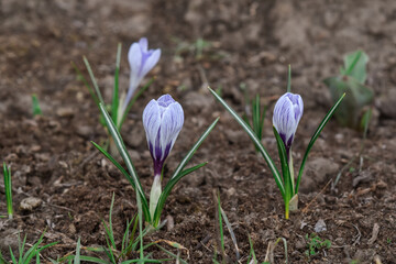 Three purple crocuses blooming in the garden.