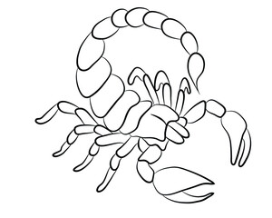 Graphic scorpion isolated on white background, vector illustration for tattoo and print