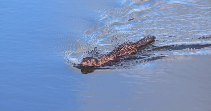 American Mink weasel swimming in river water long tail head up