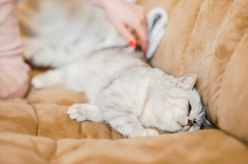 Naklejka na ściany i meble Scottish kitten in the hands of a girl.Funny gray cat.