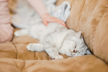 Fototapeta na wymiar Scottish kitten in the hands of a girl.Funny gray cat.