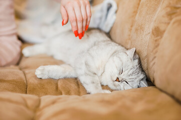 Scottish kitten in the hands of a girl.Funny gray cat.