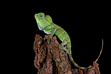 Lizard forest dragon on wood with black background, animal closeup