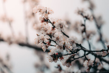 Warm photography, close-up of blooming apricots. Macro photo of spring flower