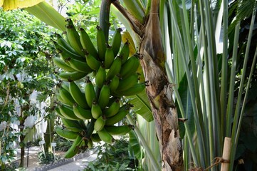バナナの木