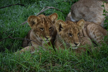 Obraz na płótnie Canvas african lion cub