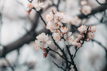 Warm photography, close-up of blooming apricots. Macro photo of spring flower