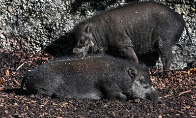 White-lipped peccary in the enclosure. Latin name - Tayassu pecari	
