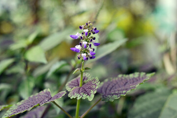 plants flower in the forest