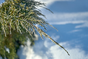 Coniferous trees covered with snow.