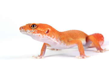 Orange gecko lizard on white background, eublepharis macularius, animal closeup