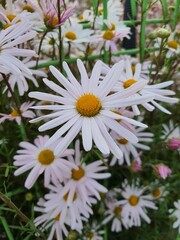 daisies in a garden