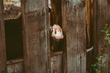 piglets sticking out of the fence