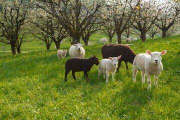 Idyllic scene with grazing sheep with nature landscape background