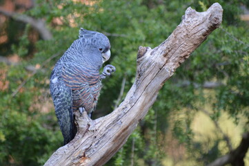 gray kakatu cleaning itself, Australian bird and wildlife