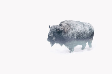 European bison in the winter. Nice winter weather, snowing a wind blowing. © Radek