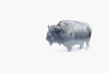Foto op Plexiglas European bison in the winter. Nice winter weather, snowing a wind blowing. © Radek