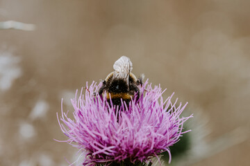 bee on a flower