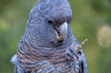 Australian Parrot, Australian Birds