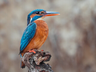 Eisvogel
