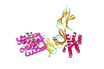 Binary complex between interferon alpha-2 (IFNA2), a protein produced by leukocytes, and interferon receptor IFNAR2. 3d illustration