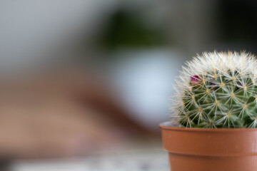 cactus in the garden