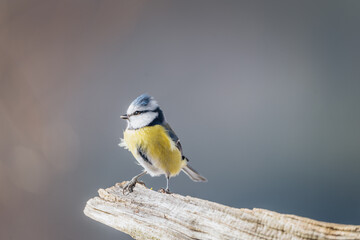 Eurasian blue tit on the old wood in wild nature. Blurred background and sunny light.