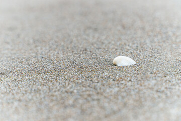 seashell on sand